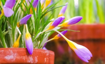 Forcing Spring Bulbs in Winter: How to Grow Hyacinths and Crocuses Indoors
