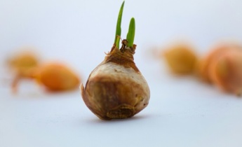 Medidas y calidad de los bulbos holandeses: por qué el tamaño del bulbo es fundamental para la floración
