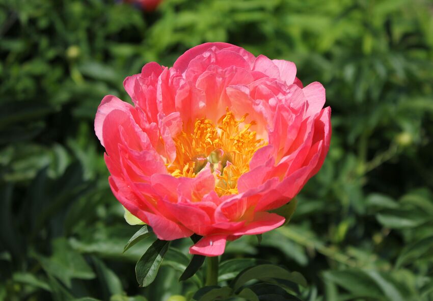 order Itoh peony bare-root plants online from Holland
