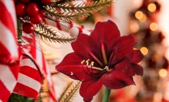 How to Make Amaryllis Bloom for Christmas: Forcing Bulbs to Flower on Time