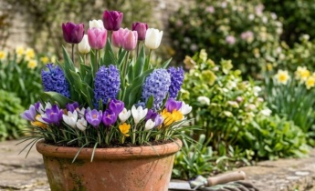 The Lasagne Method: How to Create a Plant Pot That Flowers Continuously from March to May