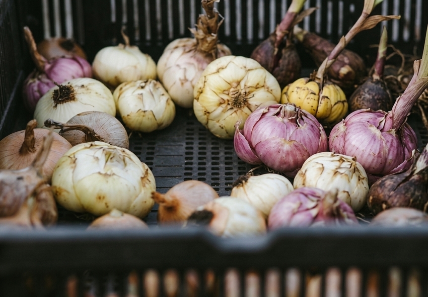 How to Store Lily Bulbs for Winter