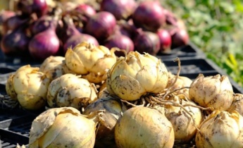How to Store Lily Bulbs for Winter: Step-by-Step Instructions