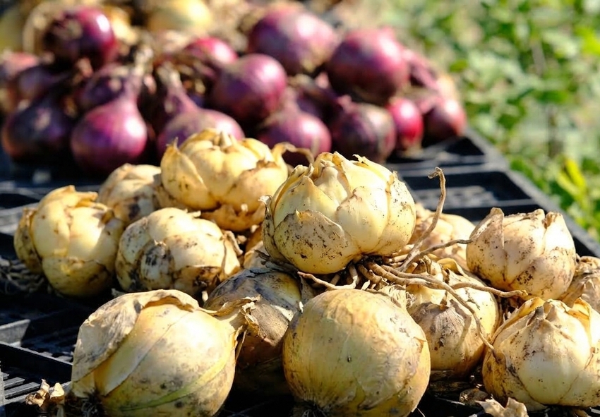 order lily bulbs online from Holland