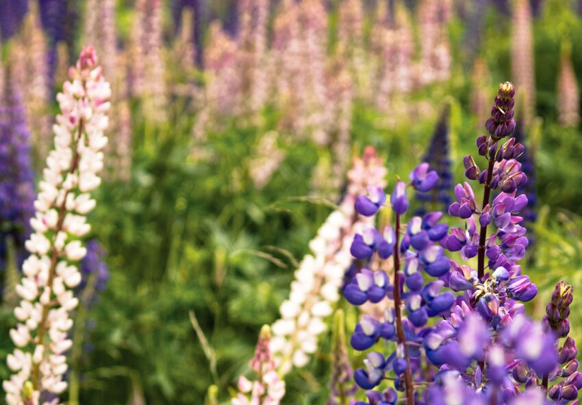 order Lupinus bare-root plants online from Holland