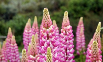 Lupines in the Garden: Design Ideas and Best Companion Plants