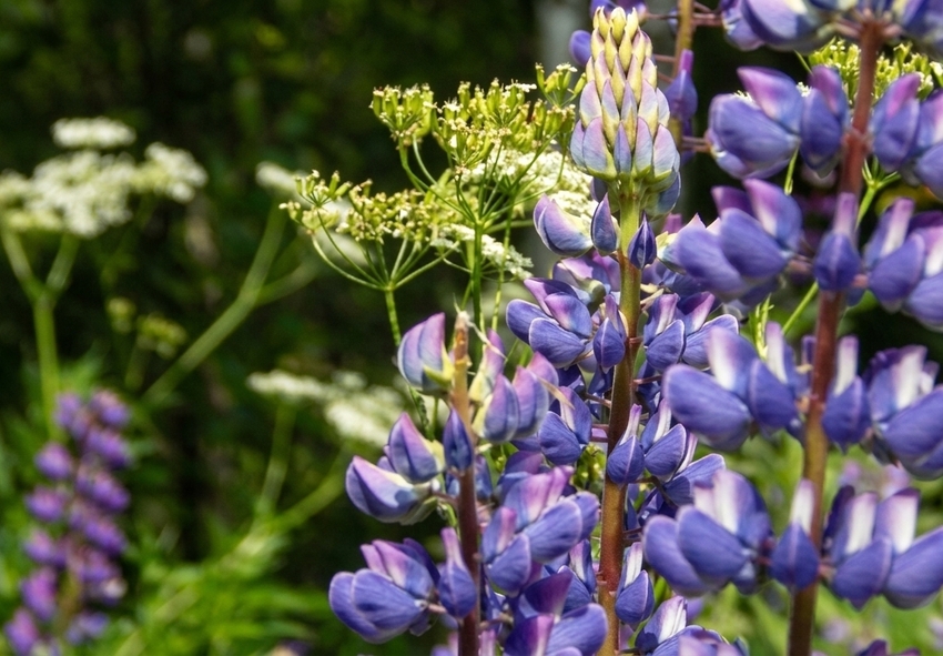 Choosing the Right Lupinus for Your Garden