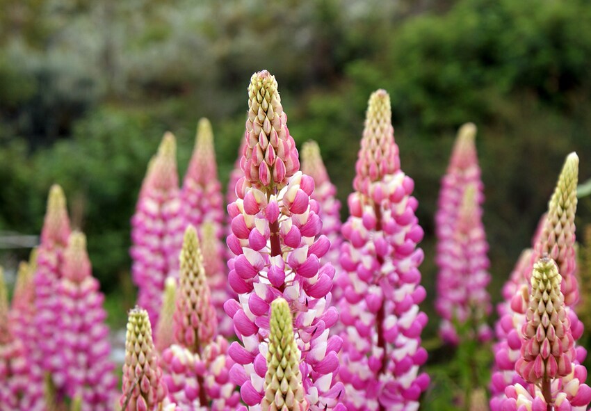 How to Use Lupinus in Flower Borders