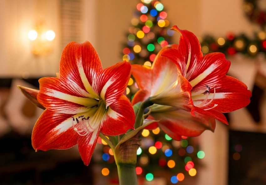How to Make Amaryllis Bloom for Christmas