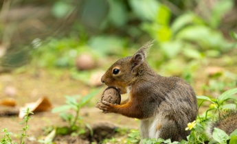 Garden Protection: How to Protect Your Flower Bulbs from Mice, Squirrels and Rodents