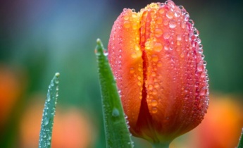 Tulipánok termesztése vízben: lépésről lépésre a hidroponikus tulipán-előhajtásról