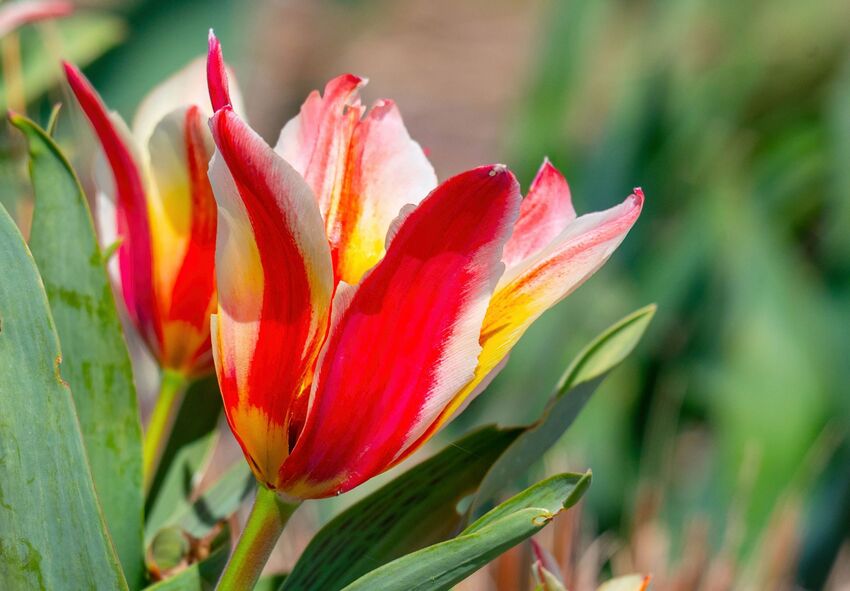 Kuinka valita oikea kasvitieteellinen tulppaanilajike Kuinka valita oikea kasvitieteellinen tulppaanilajike