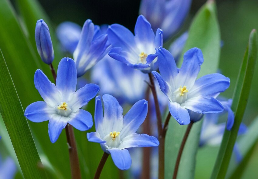 How to Plant Chionodoxa Bulbs Step by Step