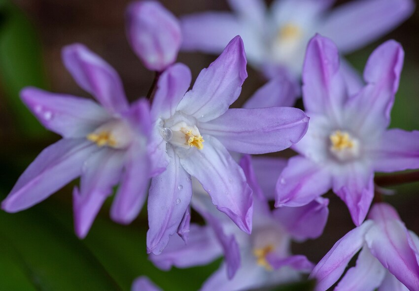 How to Propagate and Naturalize Chionodoxa