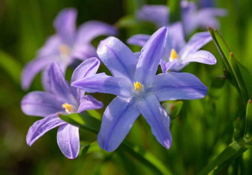 Popular Chionodoxa Varieties to Grow in Your Garden