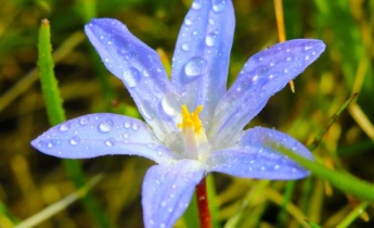 Full Guide to Chionodoxa: How to Plant, Grow, and Care for Glory-of-the-Snow