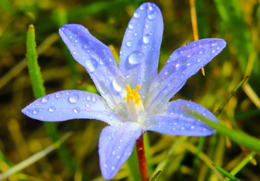 order Chionodoxa bulbs online from Holland