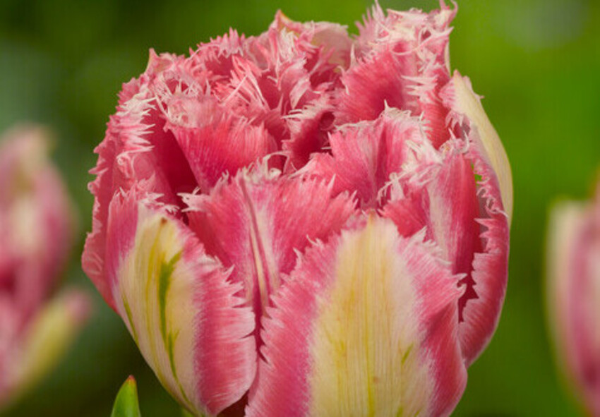 order fringed tulip bulbs online from Holland