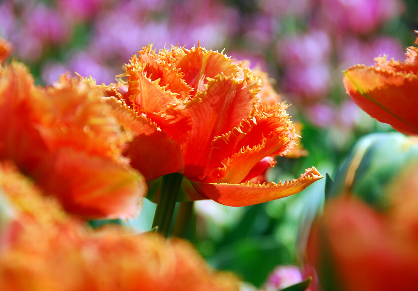 Main Characteristics of Crispa Tulips