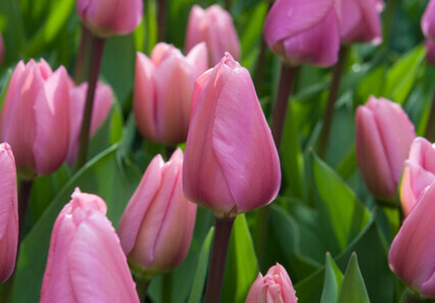 Hoe kies je de juiste Darwin-tulpensoort voor je tuin? Hoe kies je de juiste Darwin-tulpensoort voor je tuin?