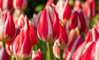 Prospívání s tulipány: Váš kompletní průvodce: výsadba, péče a další informace