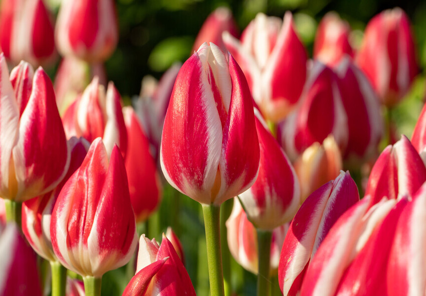 Populaire tulpenrassen uit Darwin Populaire tulpenrassen uit Darwin
