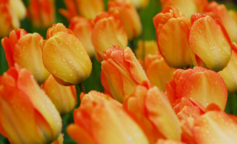 Les tulipes hybrides Darwin : de magnifiques choix pour un jardin printanier haut en couleur