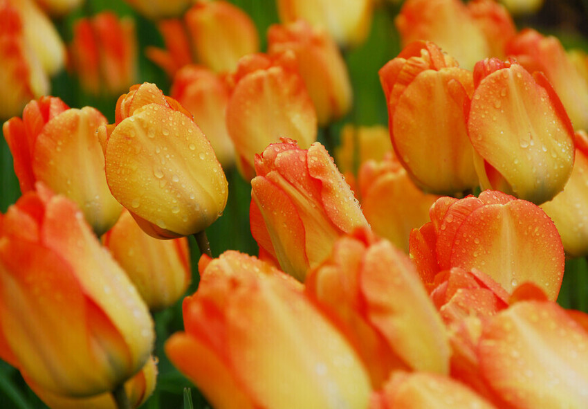 Darwin-hybride tulpen Bestel Darwin Hybrid-tulpenbollen online uit Nederland