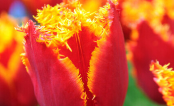 The Beauty of Crispa Tulips: Characteristics, Popular Varieties and Garden Uses