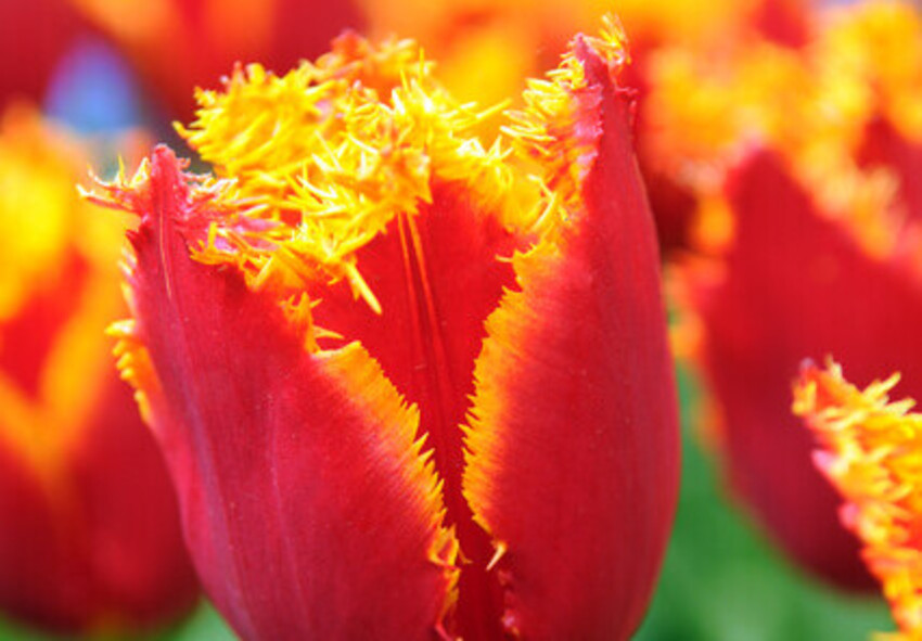 Popular Crispa Tulip Varieties for Garden