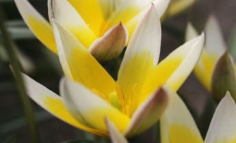 A tulipánfajták felfedezése: kompakt virágok a tavaszi virágdíszítéshez