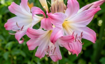 Amaryllis kontra Hippeastrum: Att förstå skillnaden mellan blommor och lökar