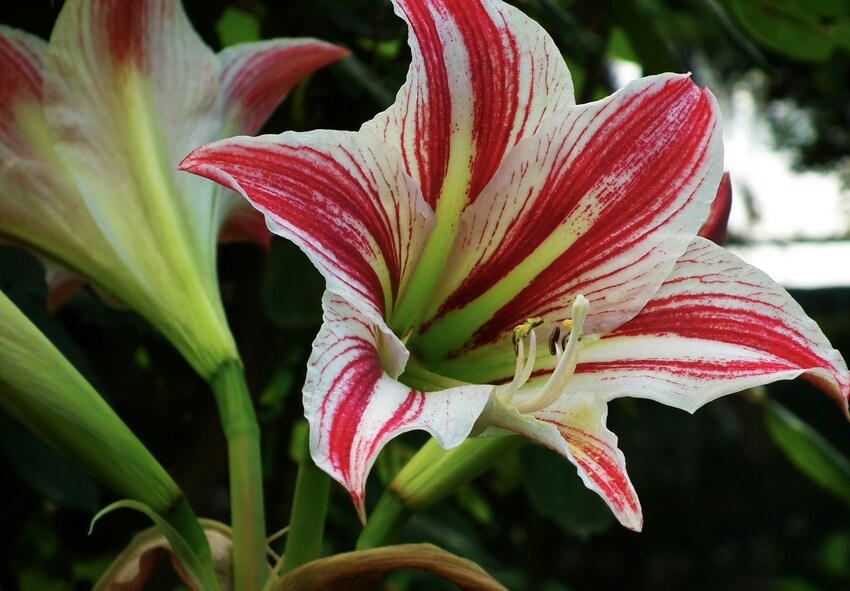 Forskellen mellem Amaryllis og Hippeastrum