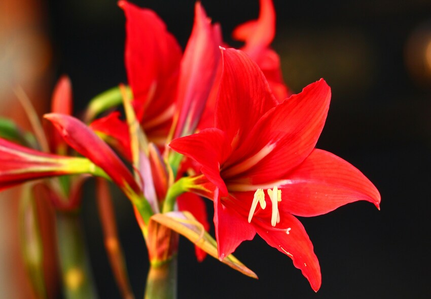 Sådan finder du ud af, om du har en amaryllis eller en hippeastrum