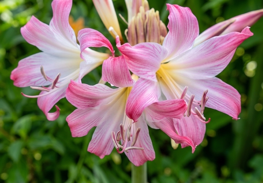 Bestil amaryllis- og hipperastrum-løg online fra Holland